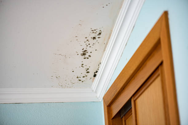 Best Kitchen Mold Remediation in Hickory Hls, IL
