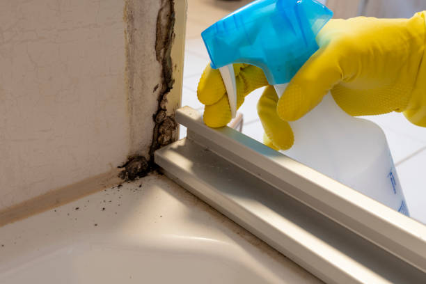 Best Localized Mold Remediation (e.g., coastal areas, humid climates) in Hickory Hls, IL