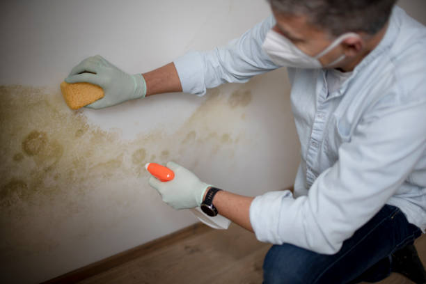 Best Black Mold Remediation in Hickory Hls, IL
