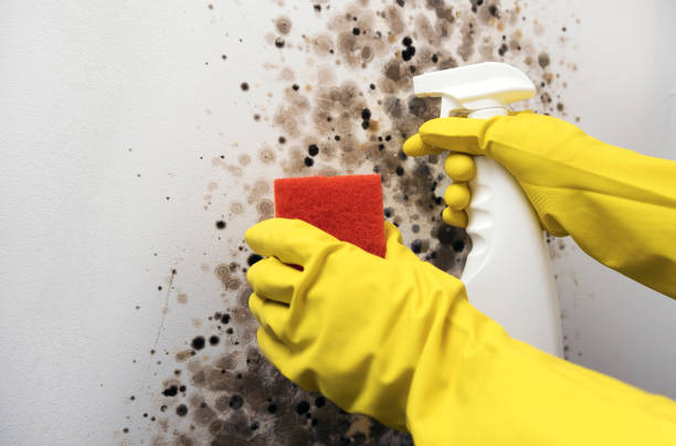 Best HVAC Mold Remediation in Hickory Hls, IL