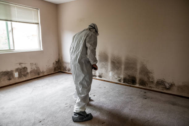 Best Residential Mold Remediation in Hickory Hls, IL