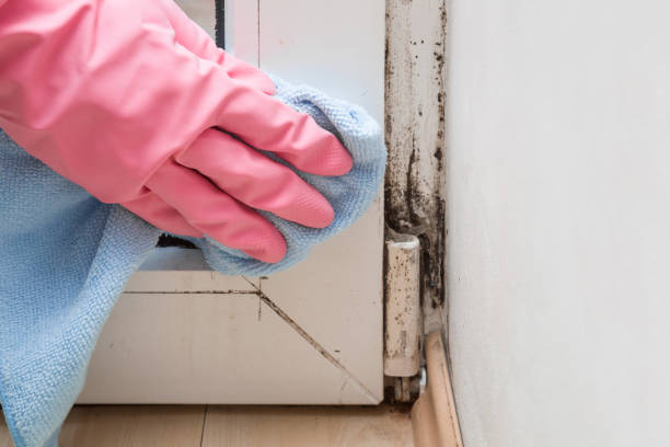 Best Commercial Mold Remediation in Hickory Hls, IL