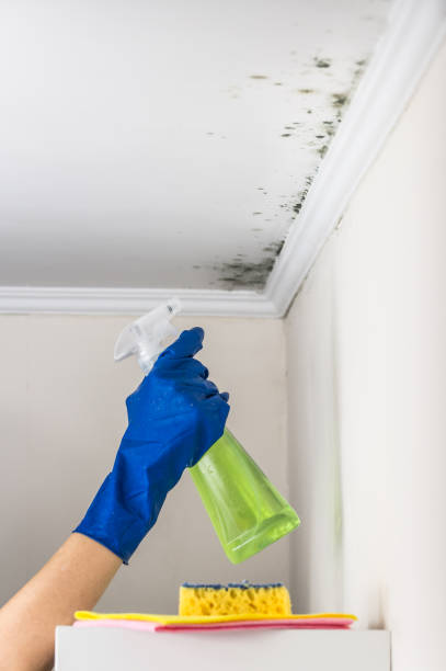 Best DIY Mold Remediation Support Services in Hickory Hls, IL