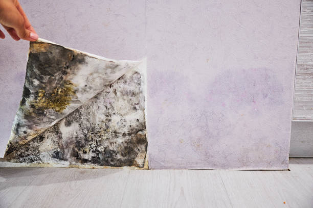 Best Emergency Mold Remediation in Hickory Hls, IL
